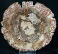 Beautiful Petrified Wood Slab - Madagascar #8477-1